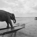 The Best Pics:  Position 16 in  - Elephant Water Skiing