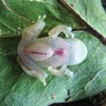 The Best Pics:  Position 12 in  - Transparent rain forest tree frog