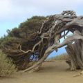 The Best Pics:  Position 42 in  - Bizarre Tree Formation