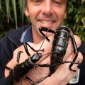 The Best Pics:  Position 15 in  - Like Aliens - Australian-Bugs 