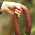 The Best Pics:  Position 93 in  - Enough to get full - Giant Monster Earthworm