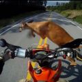 The Best Pics:  Position 70 in  - Oh my Deer - Motorbike Accident