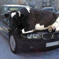 The Best Pics:  Position 52 in  - Frost protection in Russia - Cow on Car