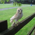 The Best Pics:  Position 72 in  - fluffy Owls