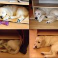The Best Pics:  Position 38 in  - Sweet Dog-Bed is getting small
