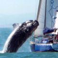 Die besten Bilder in der Kategorie fische_und_meer: Hohes Wal-Vorkommen aus Süd-West - Wal-Attacke auf Segelboot