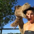 The Best Pics:  Position 50 in  - Ouch - Camel versus Woman