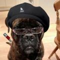 Die besten Bilder in der Kategorie hunde: Samuel L. Jackson Hund