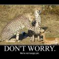 Die besten Bilder:  Position 130 in tiere - Dont worry. We are not Hungry yet. Leoparden