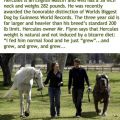 Die besten Bilder in der Kategorie hunde: Weltgrößter Hund Hercules English Mustiff 140 Kg