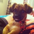 The Best Pics:  Position 63 in  - Smile for the Picture Dog