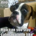 Die besten Bilder in der Kategorie hunde: Jemand ist an der Tür, wie kannst du ruhig bleiben in so einer Situation?