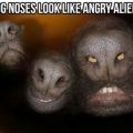 The Best Pics:  Position 32 in  - Angry Aliens - Dog Noses Look Like Angry Aliens