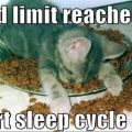 Die besten Bilder in der Kategorie Vote: Food Limit reached - start sleep cycle - Katze schläft in Essen