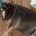 Die besten Bilder:  Position 30 in hunde - Keine Gefahr für Einbrecher - Fettester Hund der Welt