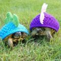 The Best Pics:  Position 96 in  - Turtle-Dino-Caps
