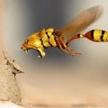 The Best Pics:  Position 42 in  - Liasp - Lion Wasp