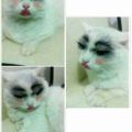 Die besten Bilder in der Kategorie Vote: Diva-Katze - Geschminkte Katze