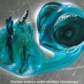 Die besten Bilder in der Kategorie Vote: Huhn Embryo unter Elektronen-Mikroskop