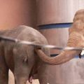 Die besten Bilder in der Kategorie tiere: Anale Elefanten