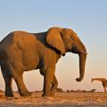 Die besten Bilder:  Position 37 in optischetÄuschung - Elephant ist größer wie Giraffe