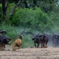 Die besten Bilder:  Position 32 in tiere - Löwe auf der Flucht vor Bullen