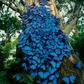 Die besten Bilder in der Kategorie insekten: Blue morpho butterfly