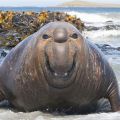 The Best Pics:  Position 63 in  - Smile - laughing Sea-Elephant