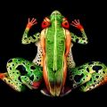 Die besten Bilder in der Kategorie amphibien: 5 hübsche Frauen und ein Bodypainting Künstler gleich ein Frosch