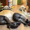 The Best Pics:  Position 27 in  - Hot Dogs - High Heels Dogs