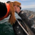 Die besten Bilder in der Kategorie fische_und_meer: Blauwal Wal-Kuss