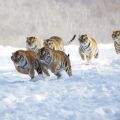 Die besten Bilder in der Kategorie tiere: Schnell weg! Tiger Jagd im Schnee