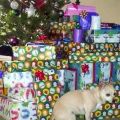 The Best Pics:  Position 11 in  - Funny  : Hund bringt sein Weihnachtsgeschenk