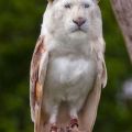 The Best Pics:  Position 73 in  - Gene Mutant - Lion Owl