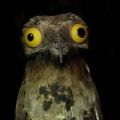The Best Pics:  Position 9 in  - The Brilliantly-Eyed Potoo Bird