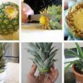 Die besten Bilder in der Kategorie natur: Eigene Ananas ernten! Wie funktioniert das mit einem Ananas-Ableger? So einfach kann man einen Ananas-Ableger erzeugen.