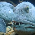 Die besten Bilder in der Kategorie fische_und_meer: hässliche Zähne Fisch