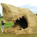The Best Pics:  Position 40 in  - Straw shark