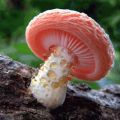 The Best Pics:  Position 20 in  - Mushroom