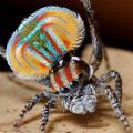 Die besten Bilder in der Kategorie tiere: Bunte Spinne