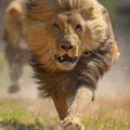 The Best Pics:  Position 18 in  - lion