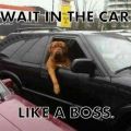 The Best Pics:  Position 91 in  - Dog in the car