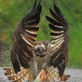 The Best Pics:  Position 56 in  - Eagle at fishhunt