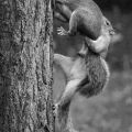The Best Pics:  Position 113 in  - squirrel