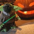 Die besten Bilder in der Kategorie tiere: Yoda Mops