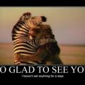 Die besten Bilder in der Kategorie tiere: Zebra Löwe