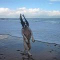 The Best Pics:  Position 87 in  - Jumping dog on the beach