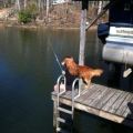 The Best Pics:  Position 55 in  - Dogfishing