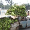 Die besten Bilder in der Kategorie autos: Canabis Auto