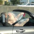 Die besten Bilder in der Kategorie unglaublich: schweinischer Beifahrer